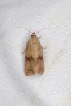 Celypha striana