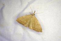 Paracolax tristalis