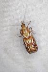 Acrobasis porphyrella