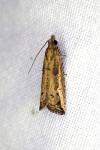 Bactra venosana