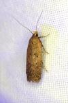 Bryotropha terrella