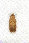 Bryotropha terrella