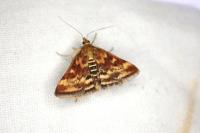 Pyrausta despicata