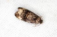 Endothenia gentianaeana / Endothenia marginana