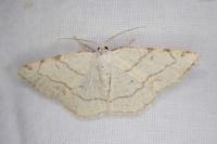 Stegania trimaculata