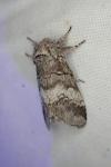 Drymonia querna