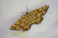 Ematurga atomaria