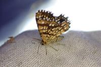 Chiasmia clathrata