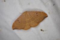 Watsonalla uncinula