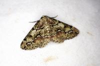 Cleorodes lichenaria