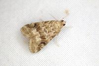 Hellula undalis