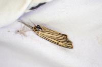 Spiris striata