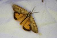 Spiris striata