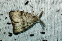 Lymantria dispar