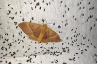 Lasiocampa quercus