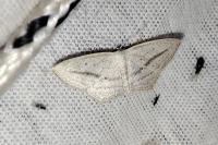 Scopula emutaria