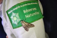 Hyloicus maurorum / Hyloicus pinastri