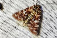 Anarta myrtilli