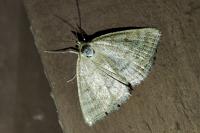 Psammotis pulveralis