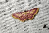 Idaea muricata