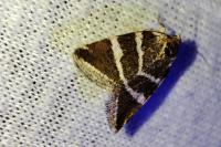Deltote bankiana