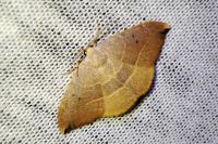 Watsonalla uncinula