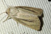 Denticucullus pygmina