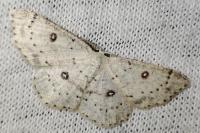 Cyclophora albipunctata