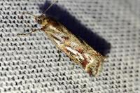 Acrobasis porphyrella