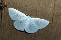 Scopula caricaria