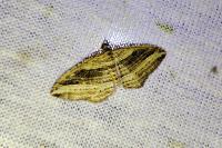 Costaconvexa polygrammata