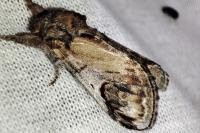 Notodonta ziczac