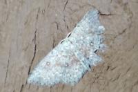Cyclophora pendularia