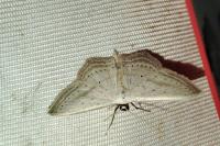 Scopula emutaria
