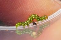 Anarta myrtilli