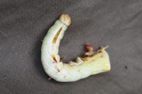 Notodonta ziczac