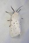 Spilosoma lubricipeda