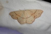 Cyclophora punctaria
