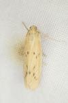 Ematheudes punctella
