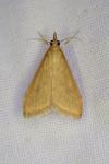 Sitochroa verticalis