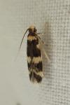 Oegoconia