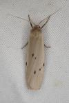 Pelosia muscerda