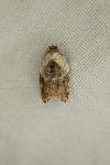 Acleris variegana