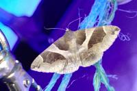 Dysgonia algira