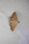 Endotricha flammealis