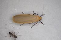 Katha depressa