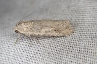 Spodoptera exigua