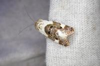 Acontia lucida