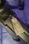 Agrotis segetum
