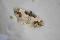 Ligdia adustata